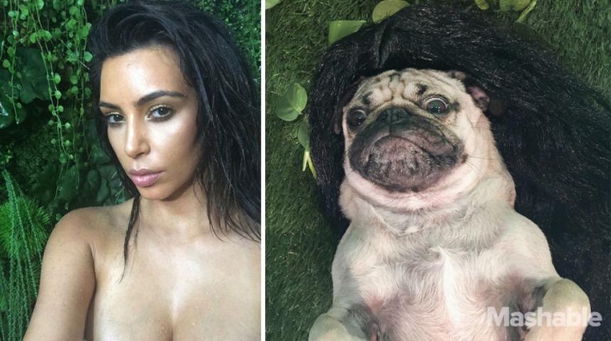 Kim Kardashin'ın Tıpkısının Aynısı Olan K&ouml;pek