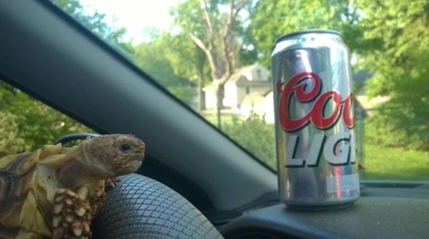 Tatile Giden Kız Arkadaşının Kaplumbağasını Yoldan &Ccedil;ıkardı!