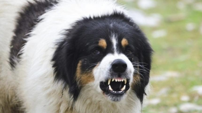 Kızdığında Hangi Köpek Gibi Davranıyorsun?