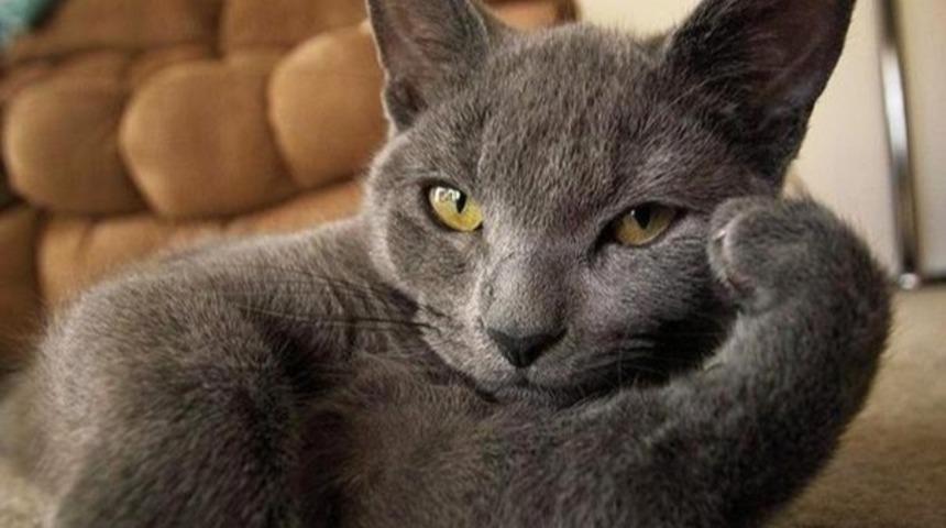 Fotoğraf &Ccedil;ekilirken Profesyonel Mankenler Gibi Poz Veren 22 Hayvan