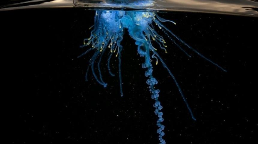 17 Muhteşem Yarı-Sualtı Fotoğrafı