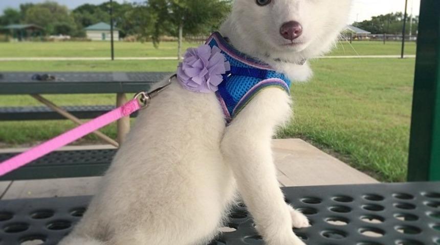 İnternetin Yeni Fenomeni Beyaz Tilki Rylai