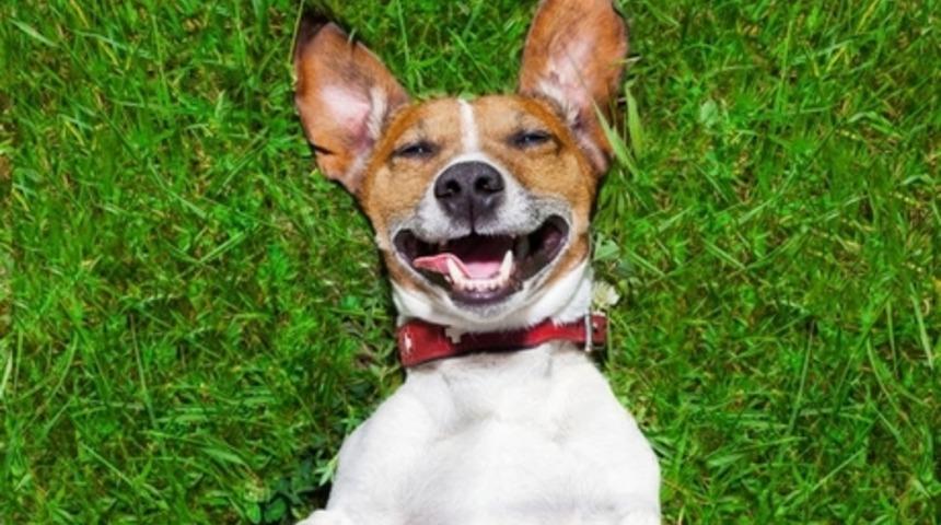 Nasıl Bir K&ouml;peğin Olmalı?