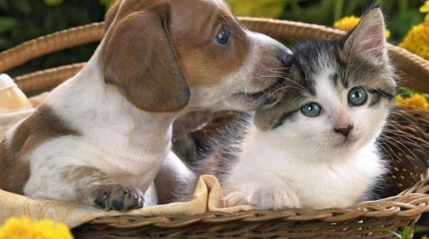 &Uuml;nl&uuml;lerden Kim En İyi Arkadaşın?