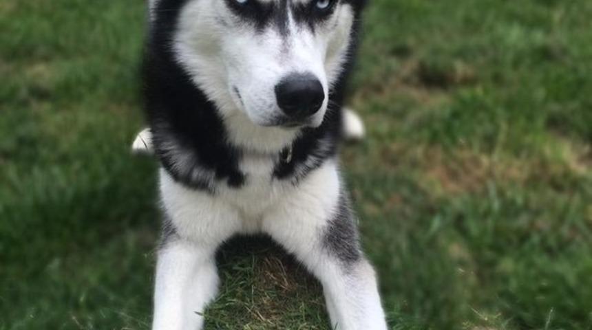 Sahibi, Husky K&ouml;peğini Kandırdığı O An'ı Fotoğraflamış