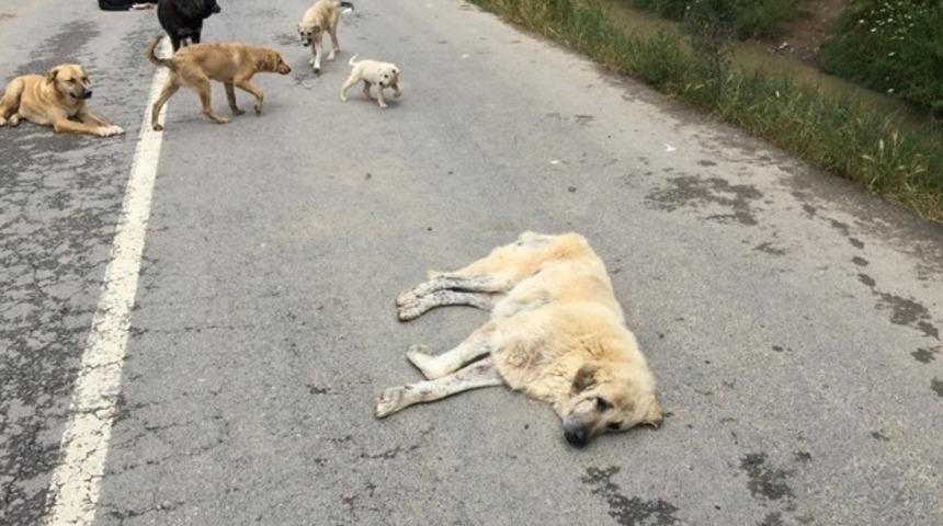 Onlar S&uuml;per Kahramanlarını Bekliyor! 500 K&ouml;pek ve 4 G&ouml;n&uuml;ll&uuml;