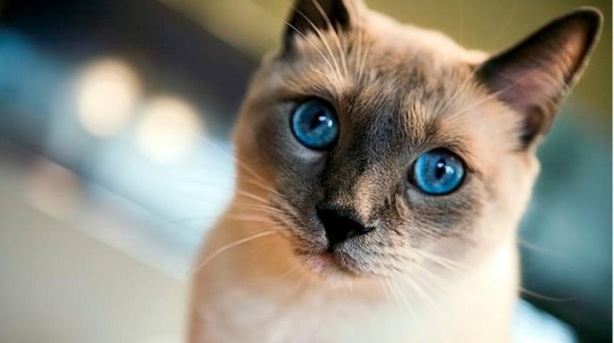 Zekalarından Bir An Bile Ş&uuml;phe Ettirmeyen Siyam Kedileri Hakkında &Ccedil;ok İlgin&ccedil; 11 Bilgi