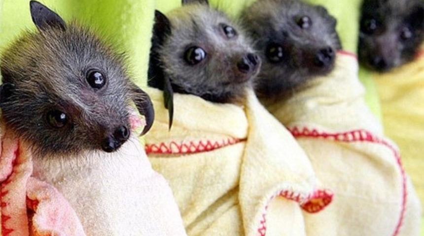 Yarasalardan Korkmanın Gereksiz Olduğunun Kanıtı 19  Yarasa Fotoğrafı