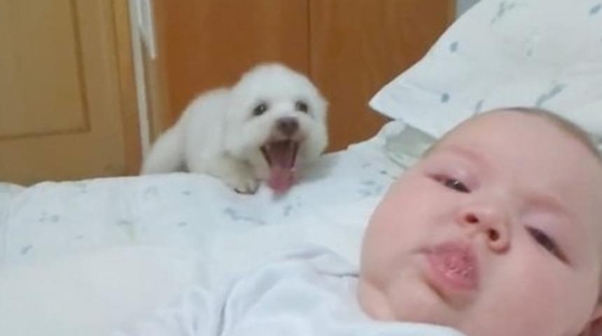 Aileye Yeni Katılan Bebek Hakkında Ş&uuml;phelere Sahip 11 K&ouml;pek