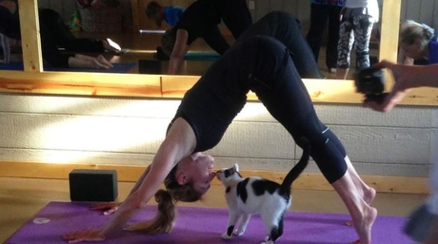 Bu Yoga St&uuml;dyosu, Barınaktaki Kedileri St&uuml;dyoya Getirip Sahiplendirilmelerini Sağlıyor