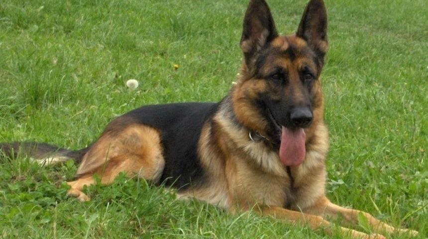 Alman &Ccedil;oban K&ouml;peklerine Dair 10 İlgin&ccedil; Bilgi