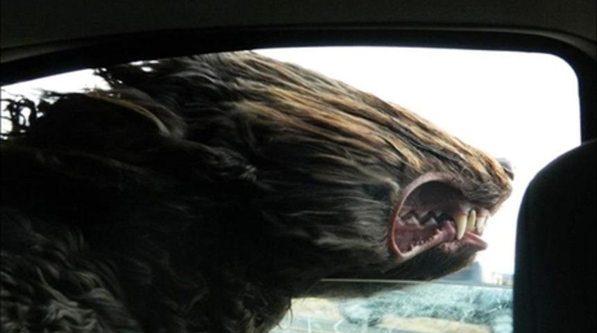 Arabayla Seyahat Etmekten &Ccedil;ok Hoşlanan 15 Komik K&ouml;pek