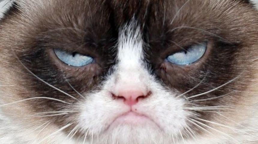 ''Şeytan Yakın Dostumdur...'' Diyen Bakışlara Sahip 16 Kedi