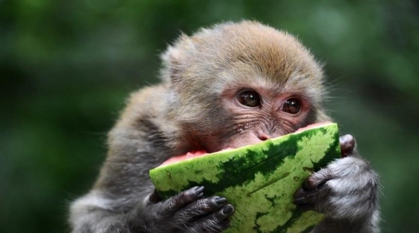 Kötü Bir Gün Mü Geçiriyorsunuz? Karpuz Yiyen Bu Hayvanlar Yüzünüze Bir Gülümseme Yerleştirecek.