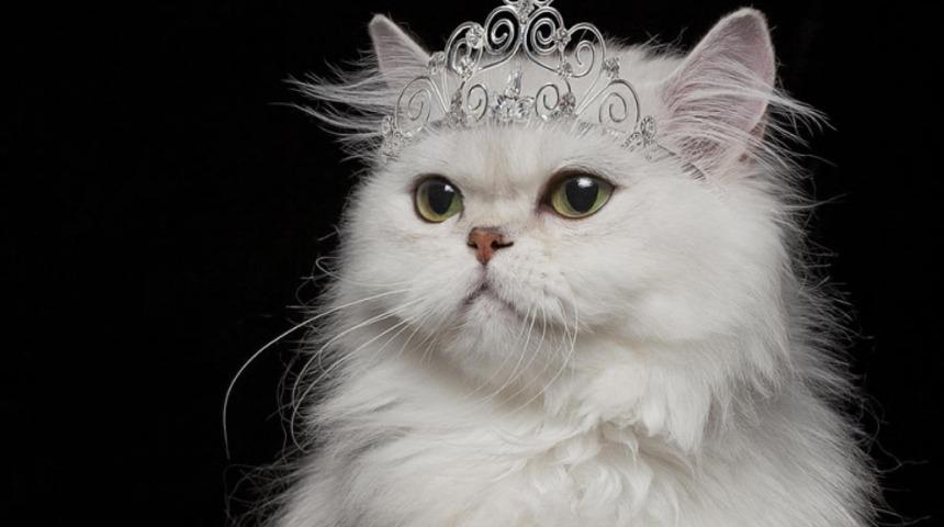 İran (Persian) Kedilerinin  10 Özelliği