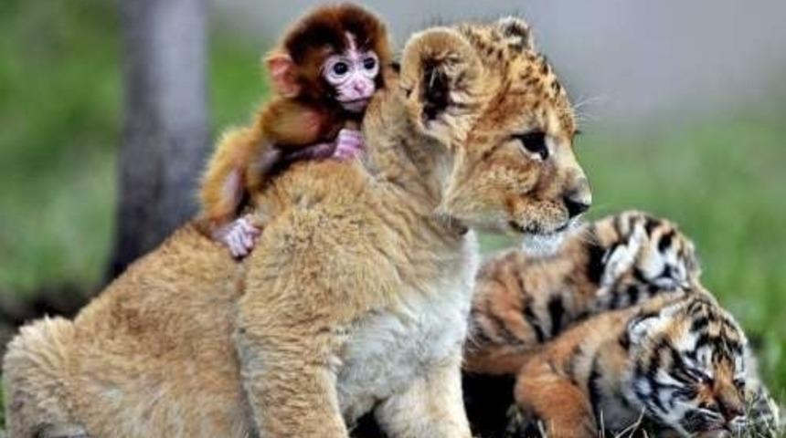 19 Fotoğrafla Farklı Türdeki Hayvanların Sıradışı Dostluğu