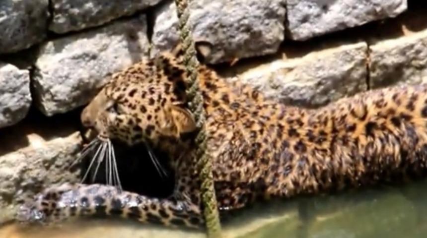 Su Kuyusunda Mahsur Kalan Leopar Ve İnsanların Yaptıkları &Ccedil;ılgınca Ama Muhteşem Kurtarma Operasyonu