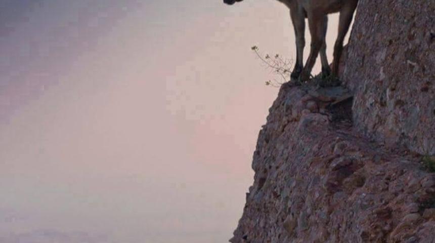 Keçi Deyip De Geçmeyin! İnat Ettiklerinde Tırmandıkları Yerleri Görünce Çok Şaşıracaksınız! 