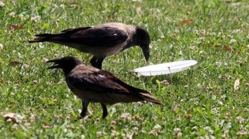 Sokakta Yere &Ccedil;&ouml;p Atanlar Bu Karganın Yaptığını G&ouml;r&uuml;nce Kendinizden Utanacaksınız!