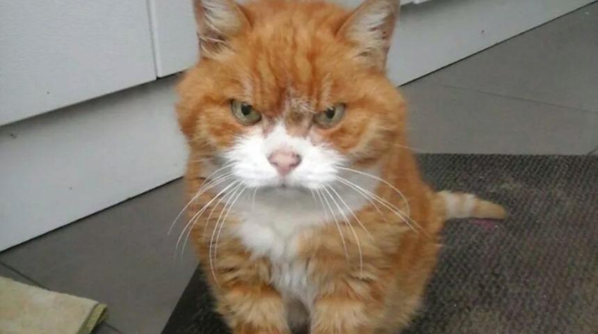 Sizi &Ouml;ld&uuml;rmeyi Planlıyor Olma İhtimali Olan 13 Kedi