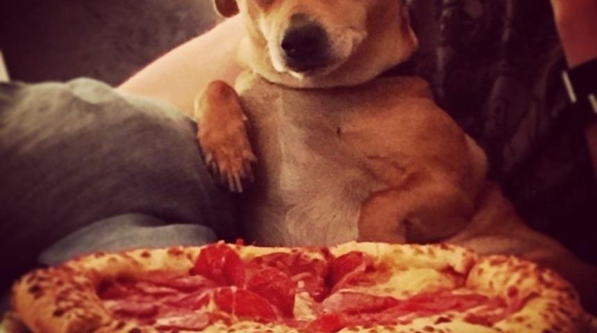 Fazla Pizza Diliminin Hakkından Gelmeye Bir İtirazı Olmayan 13 K&ouml;pek