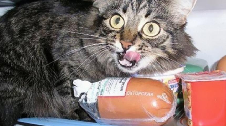 Su&ccedil;&uuml;st&uuml; Yakalanmış 22 Hırsız Kedi