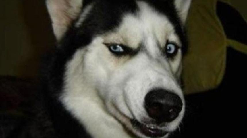 Hayvan Gibi Şey Yapıyorsunuz Yav!