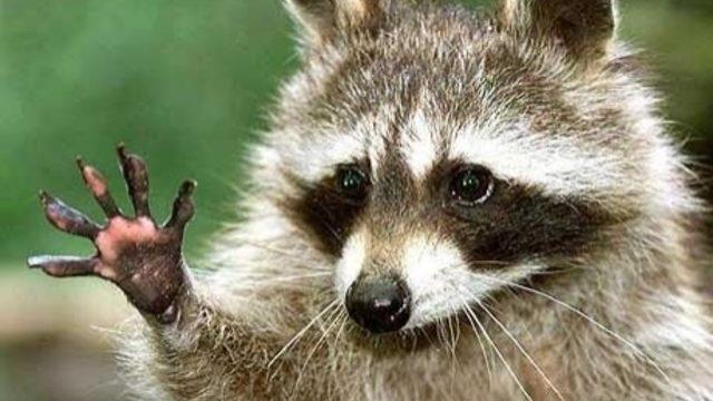 Rakun Bira Fabrikasına Giriyor Ve Sarhoş Oluyor