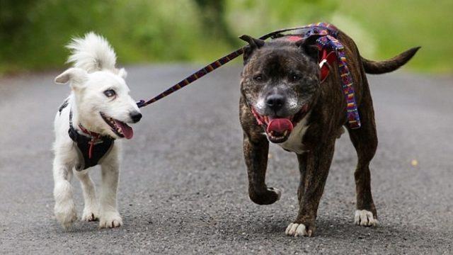 Gözleri Görmeyen Arkadaşına Rehberlik Eden Buzz İle Tanışın