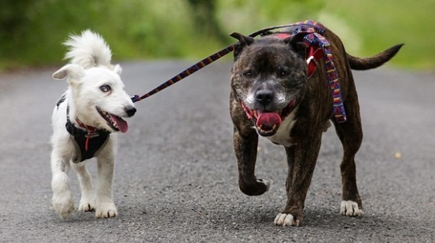 G&ouml;zleri G&ouml;rmeyen Arkadaşına Rehberlik Eden Buzz İle Tanışın