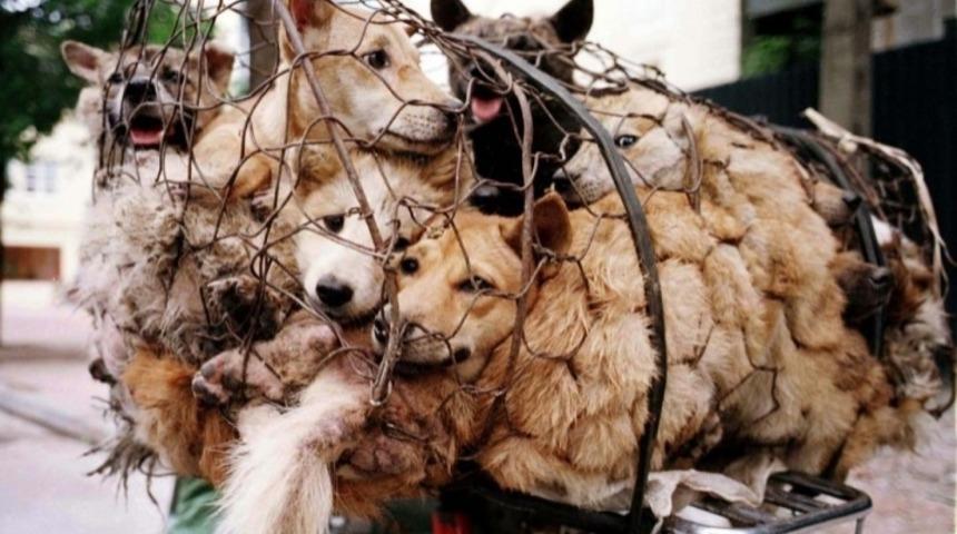 Yulin K&ouml;pek Yeme Festivaline Hayvan Severlerden B&uuml;y&uuml;k Tepki Var! (+18)