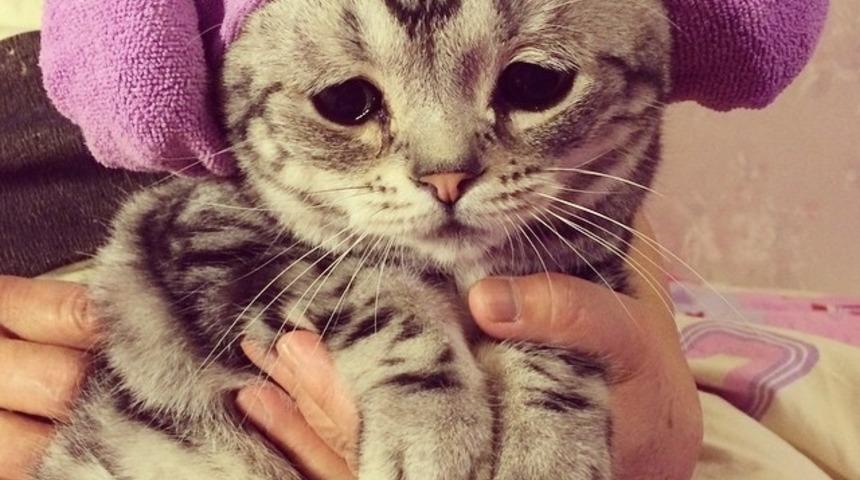 Sanal Alemin En &Uuml;zg&uuml;n Kedisinin Bakışları Y&uuml;rek Dağlıyor