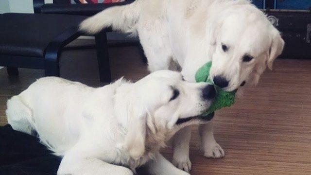 Yavru Köpekler Mamalarına Doğru Koşarken Çekilmiş ve Hızlandırılmış 9 Aylık Video Kaydı