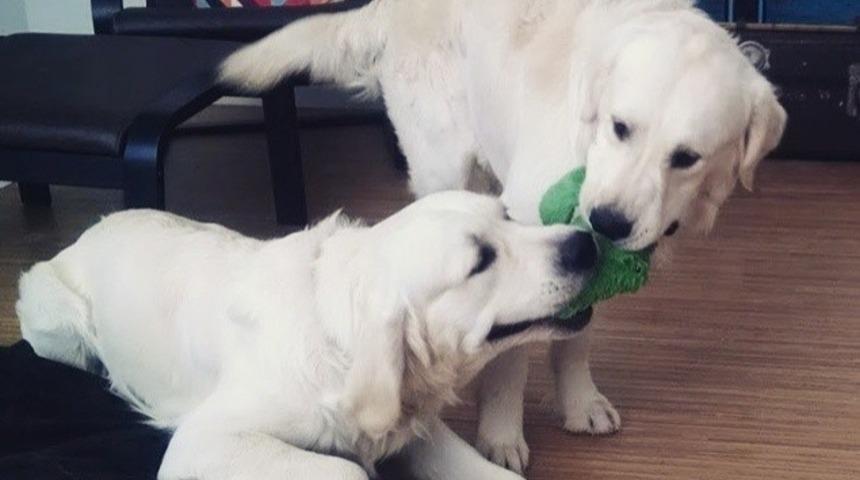 Yavru K&ouml;pekler Mamalarına Doğru Koşarken &Ccedil;ekilmiş ve Hızlandırılmış 9 Aylık Video Kaydı