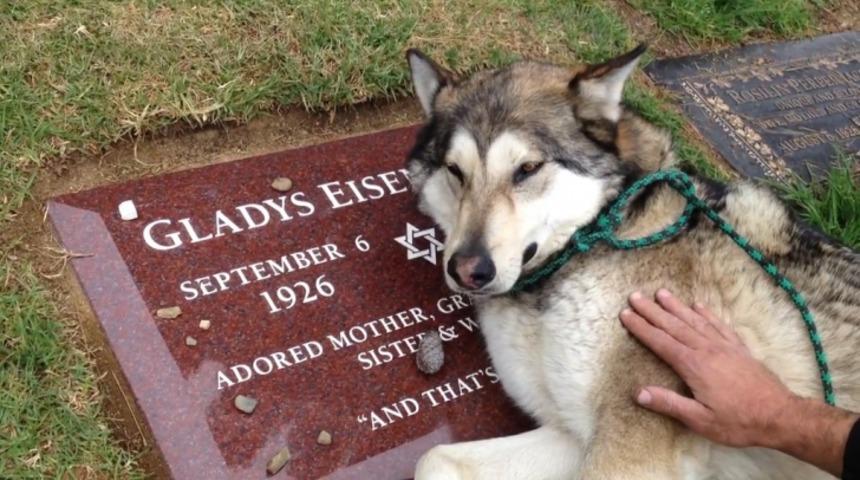 Sahibinin Mezarında Hı&ccedil;kırarak Ağlayan K&ouml;pek Y&uuml;rekleri Dağladı!