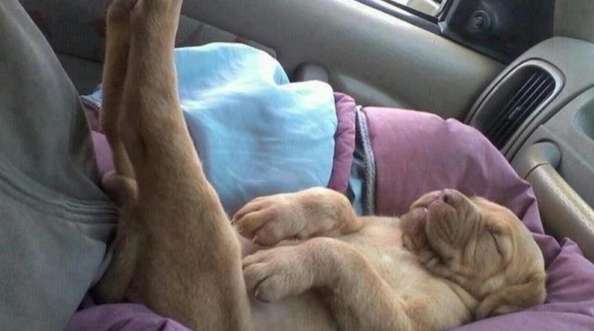 Haziran Sıcağında İftar Bekler Gibi Uyuklayan 11 K&ouml;pek