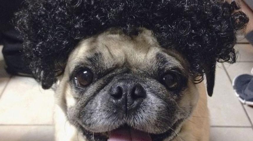 Sizden &Ccedil;ok Daha G&uuml;zel Sa&ccedil;lara Sahip 21 Havalı K&ouml;pek