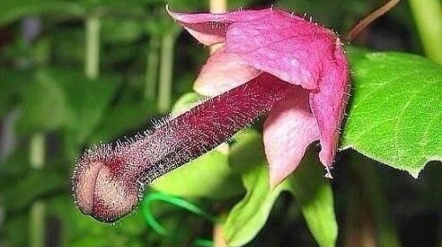 &Ouml;zg&uuml;r Ansiklopedi Sloganlı Vikipedi'nin T&uuml;rkiye'den Erişime Yasaklı 5 Sayfası