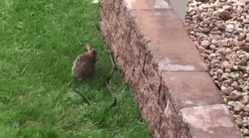 Anne Tavşan Yavrularına Saldıran Yılana &Ouml;yle Bir Ayar Verdi Ki!