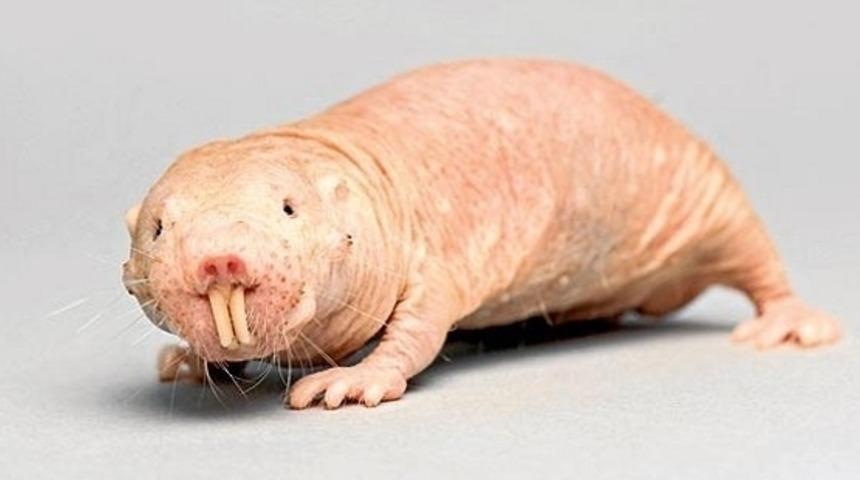 Dünyanın Estetikten En Uzak 11 Hayvanı