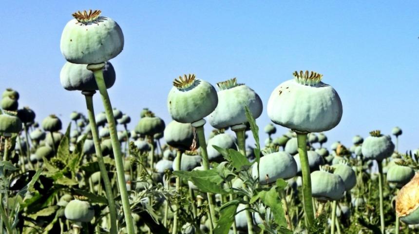 Haşhaş'ın Demirel İle Ecevit İle Hatta Darbe İle Ne İlgisi Var ?