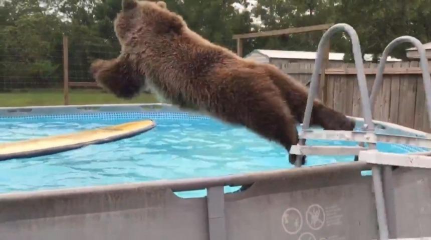 Havuzda Çılgınca Eğlenen Ayı Gülmekten Kırdı Geçirdi!