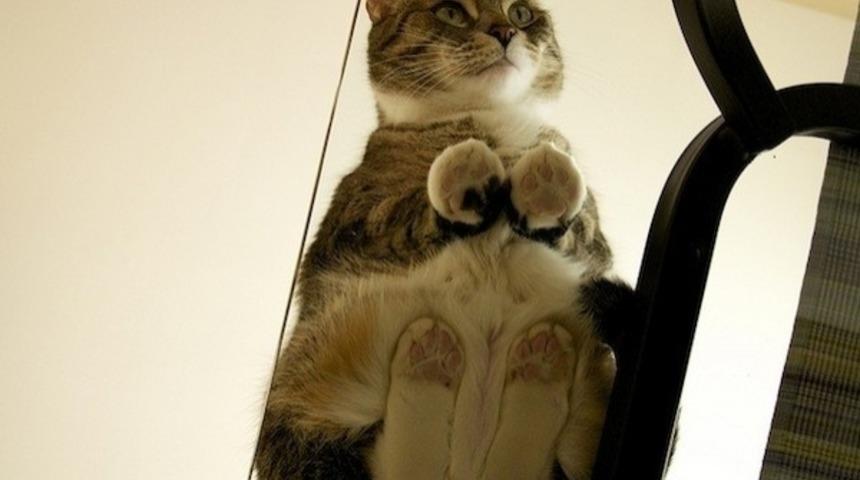 21 Fotoğrafla Cam &Uuml;zerinde Oturan Kediler 