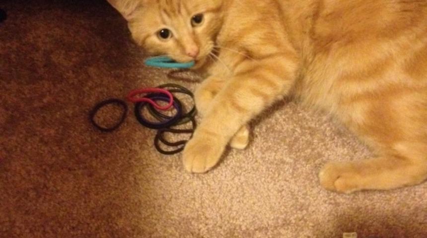 Bir Problemi Olduğunu Kabul Etmesi Gereken 12 İstif&ccedil;i Kedi