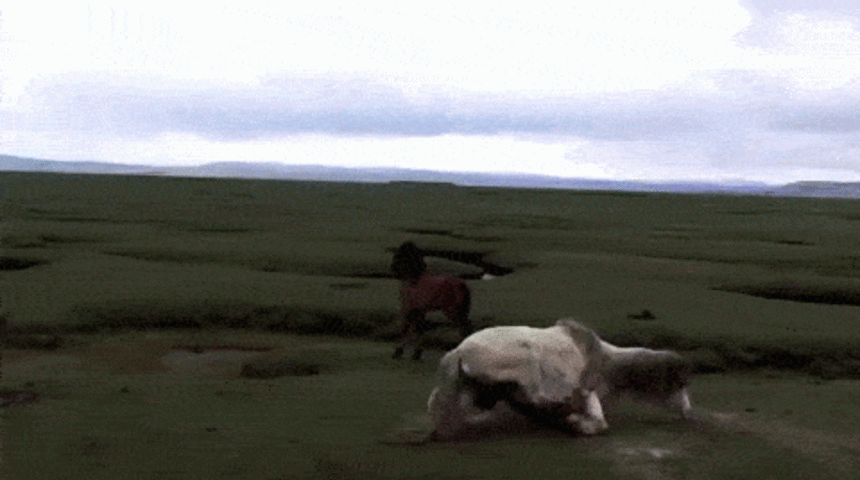 Yavru At, Ayağa Kalkmayan Annesinin Yanından Ayrılmadı!