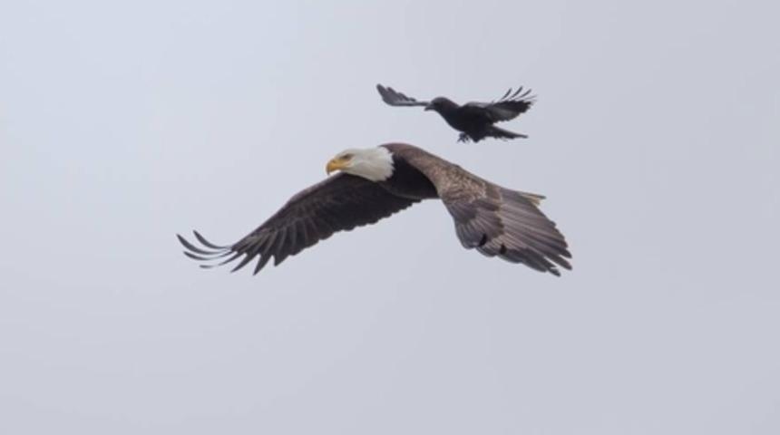 Karga Kartalın Sırtında Seyahat Ediyor. Hayatta Bi Kere G&ouml;r&uuml;lebilecek Fotoğraflar.