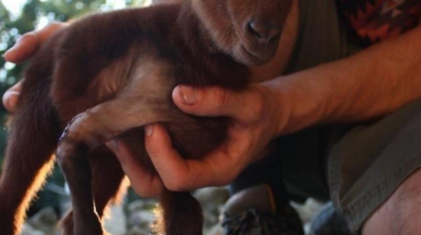 &Ouml;lmek &Uuml;zere Olan Ke&ccedil;i Yavrusu ile Kedinin Arkadaşlığı