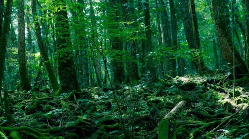 Japonya'daki Adı Gibi Ürpertici 'İntihar Ormanı'