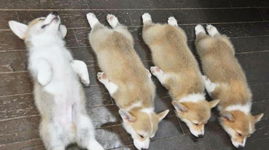 Her G&uuml;n&uuml; Pazartesi Sabahıymış Gibi Yaşayan Her An Her Yerde Uyuyakalabilen 20 K&ouml;pek