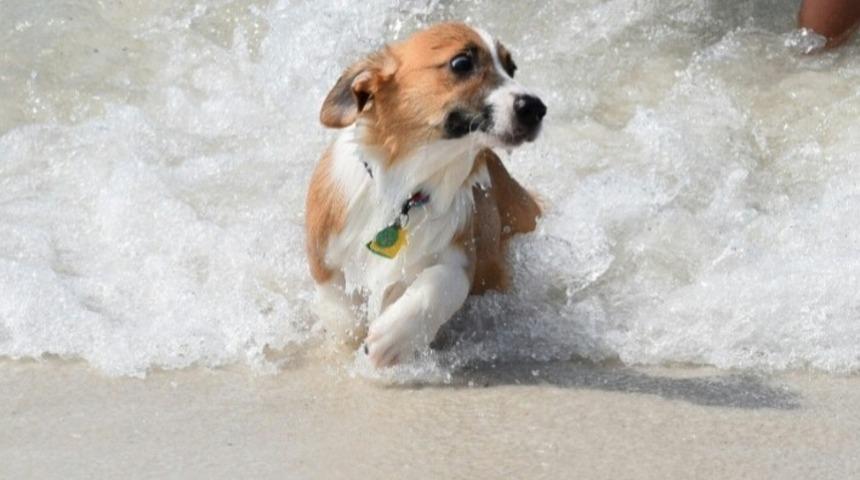 K&ouml;pekleme Y&uuml;zmekten Hoşlanmayan 14 K&ouml;pek